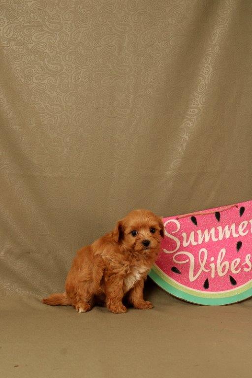 puppy, for, sale, Maltipoo, Matthew B. Stoltzfus, dog, breeder, Gap, PA, dog-breeder, puppy-for-sale, forsale, nearby, find, puppyfind, locator, puppylocator, aca